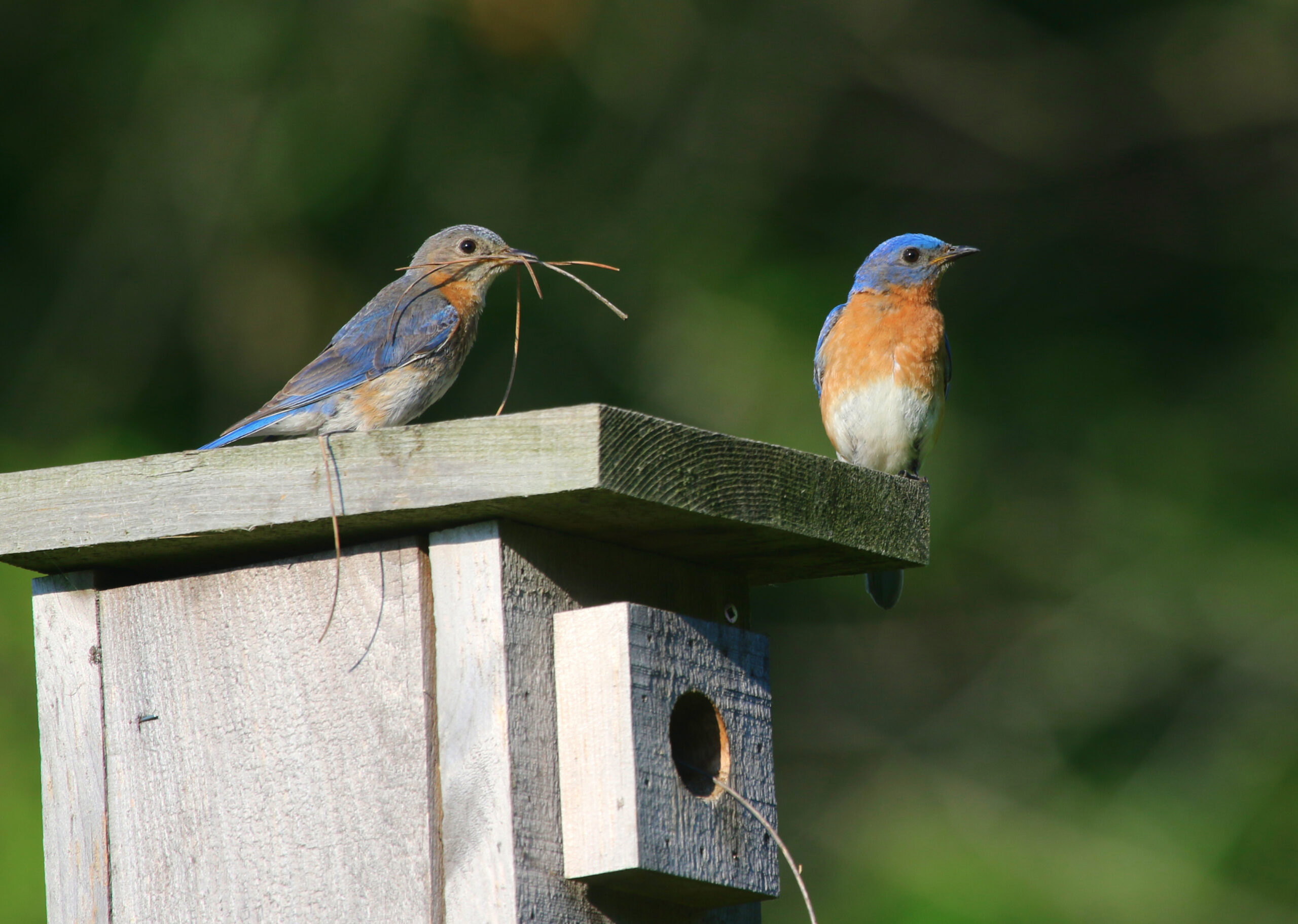 Life Stages of Bluebirds - Cedar Run Wildlife Refuge